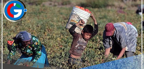 Día Mundial contra el Trabajo Infantil: Conoce 3 maneras de denunciar estos actos en el país