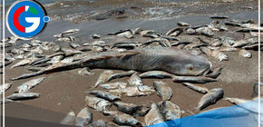 EE. UU: Miles de peces muertos en la costa de Golfo de Texas
