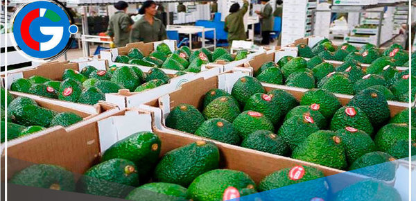 BCRP: Exportaciones agropecuarias crecieron el 7% en el abril 