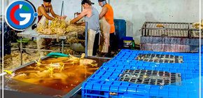 Incautan más de mil pollos insalubres en el distrito de Comas.