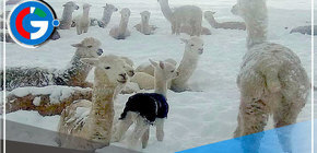 Puno: Ola de frio y sequia causa la muerte de 3.000 crías de alpaca