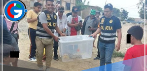 Serpiente Macanche de más de dos metros fue encontrada en un centro poblado de Tumbes