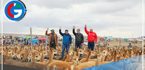 Reserva Nacional Pampa en Ayacucho fue escenario de chaccu de vicuñas 