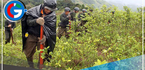 Perú: Se infesta con el aumento del 18% en hoja de coca