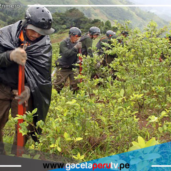 Perú: Se infesta con el aumento del 18% en hoja de coca