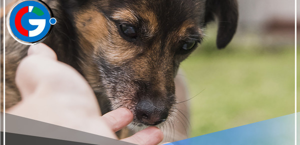 Conoce sobre la Patatón 2023, el evento solidario a favor de las mascotas que se realizará este domingo 02 de julio