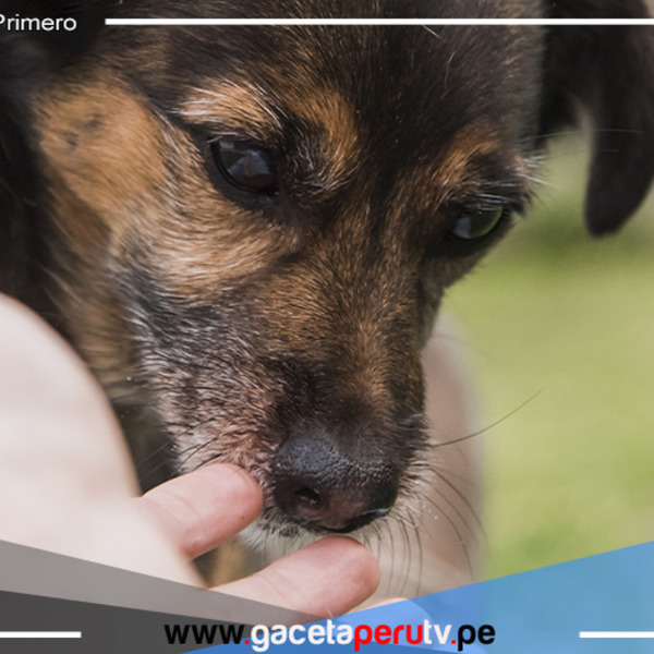 Conoce sobre la Patatón 2023, el evento solidario a favor de las mascotas que se realizará este domingo 02 de julio