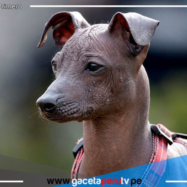 Perro peruano será la estrella este domingo julio en el museo de Sicán 