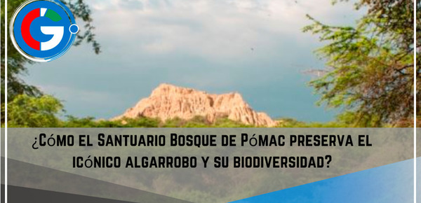 ¿Cómo el Santuario Bosque de Pómac preserva el icónico algarrobo y su biodiversidad?