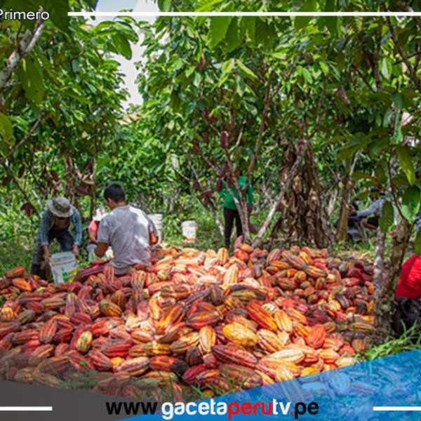 El Cacao tendría origen nacional por reciente hallazgos