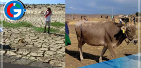 Crisis hídrica en Puno lleva a remate de ganado y afecta producción de leche