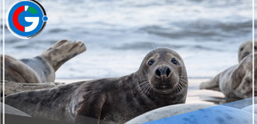 Vecinos de Pisco reportan lobos marinos muertos en orillas de las playas de Pisco 