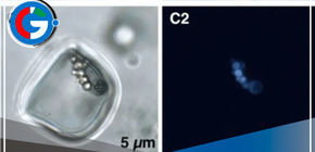 Científicos explorarán un cristal de 830 millones de años en busca de posibles organismos vivos en su interior