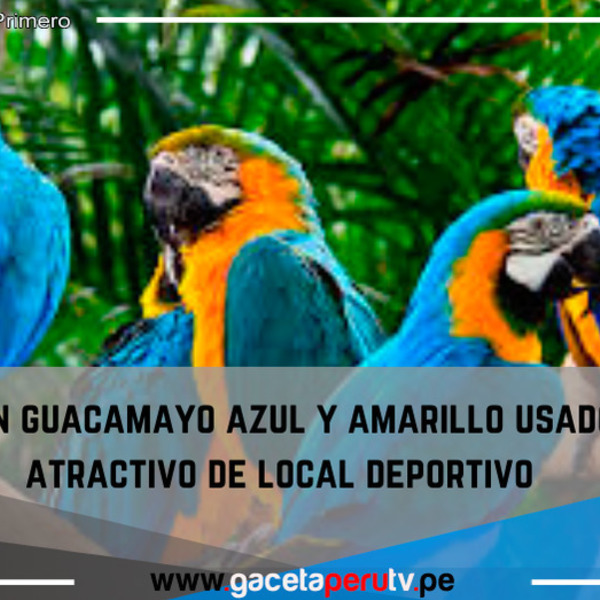 Rescatan guacamayo azul y amarillo usado como atractivo de local deportivo.