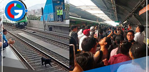 Metro de Lima registro demora por cachorro que ingresó vías 