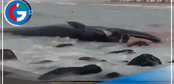 Ballena Varada en Playa Señoritas: Vecinos Piden Auxilio para Rescate y Prevención Sanitaria