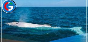Avistan por primera vez una ballena blanca en el mar peruano 