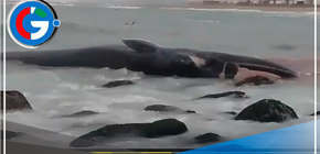 Ballena Varada en Playa Señoritas: Vecinos Piden Auxilio para Rescate y Prevención Sanitaria
