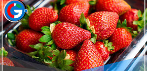 Invierno cálido afectaría cultivo de fresa en Lima 