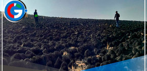 Ayacucho: incendio forestal causa muerte de animales silvestres