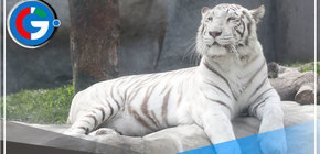 Resolvieron el contrato de concesión del zoológico de Huachipa 