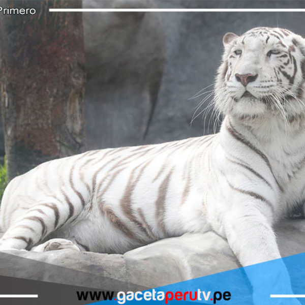 Resolvieron el contrato de concesión del zoológico de Huachipa 