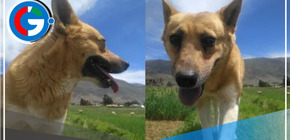 "Flaco", el perrito que lleva perdido desde el 8 de setiembre