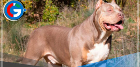 Reino Unido prohibió la raza de perro American Bully XL