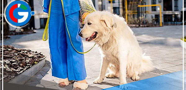 Junta de propietarios puede prohibir mascotas en condominios 