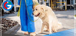 Junta de propietarios puede prohibir mascotas en condominios 