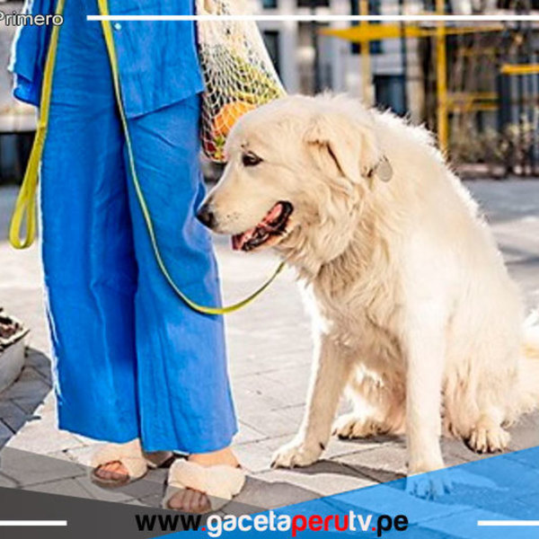 Junta de propietarios puede prohibir mascotas en condominios 