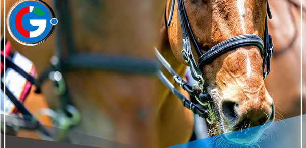 Lima: Solicitan informe sobre muerte de un caballo de la PNP