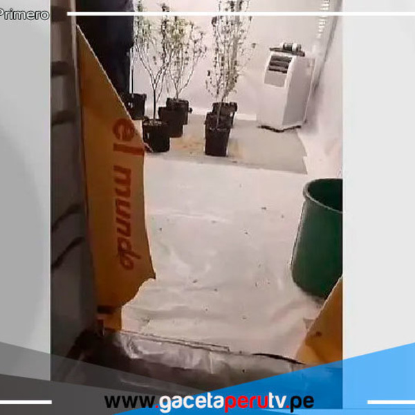 Operativo policial descubre plantación clandestina en A.H. Los Cedros de Pachacútec en Ventanilla