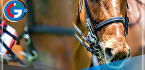 Lima: Solicitan informe sobre muerte de un caballo de la PNP