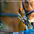 Lima: Solicitan informe sobre muerte de un caballo de la PNP