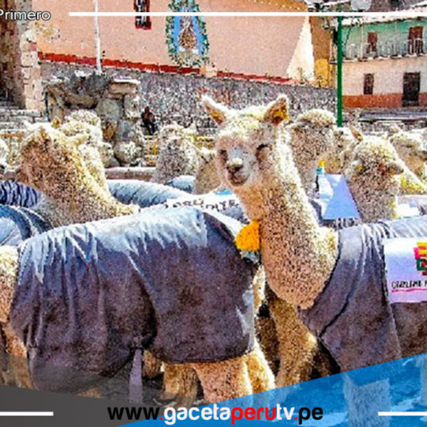 Arequipa propone incorporar a jóvenes en cadena de valor de la fibra de alpaca 