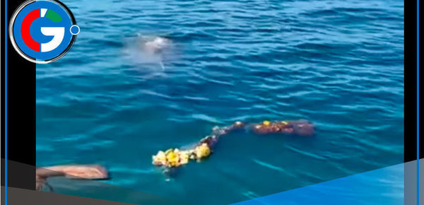 Pescadores salvan ballena atrapada en red fantasma en Piura