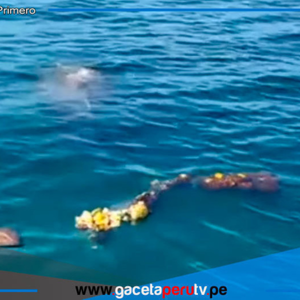 Pescadores salvan ballena atrapada en red fantasma en Piura