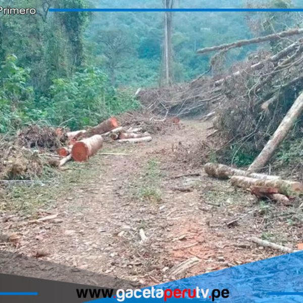 Serfor investiga tala ilegal en área de conservación en San Ignacio