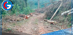 Serfor investiga tala ilegal en área de conservación en San Ignacio