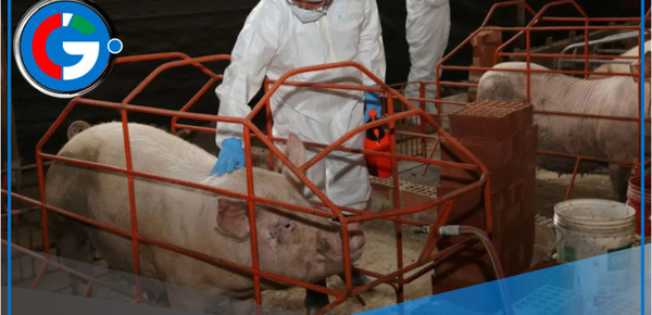 Día del Adobo de Cerdo: Arequipa consume más que el resto del Perú