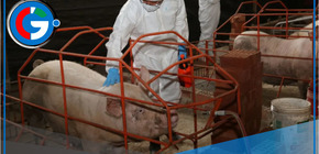 Día del Adobo de Cerdo: Arequipa consume más que el resto del Perú