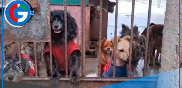 Envenenan a perros de albergue en Carabayllo por negarse a pagar