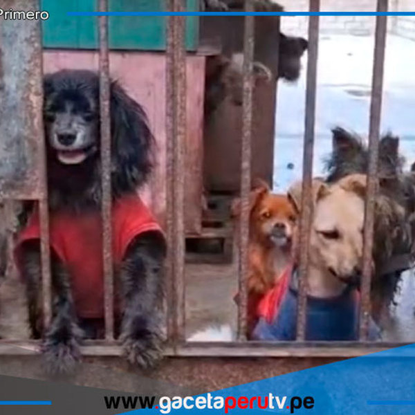 Envenenan a perros de albergue en Carabayllo por negarse a pagar
