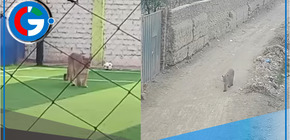 Puma avanza por las calles de Chincha: Serfor inicia operativo de captura