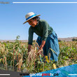 Seguro agrícola te compensa con S/ 800 por hectárea 