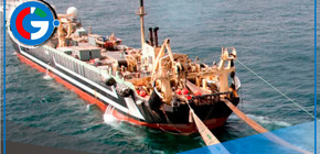 El robo de los chinos asciende a 60 millones de kilos de pota