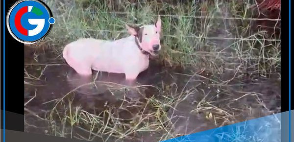 Soldado salva cachorro atado a poste durante evacuación