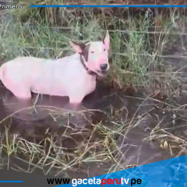 Soldado salva cachorro atado a poste durante evacuación