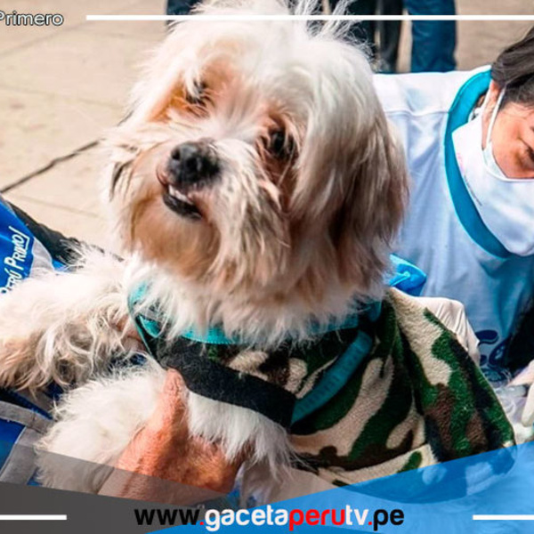 Hoy viernes 22 se lanzará  campaña de vacunación antirrábica canina